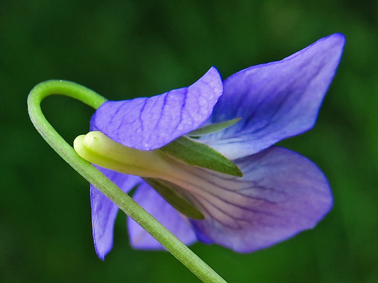 Viola6h