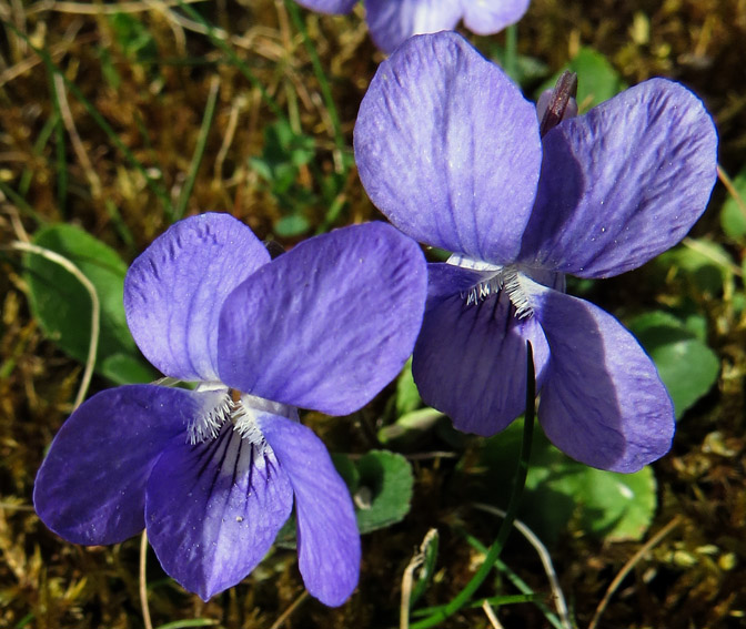 Viola5a